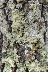 lichen on bark