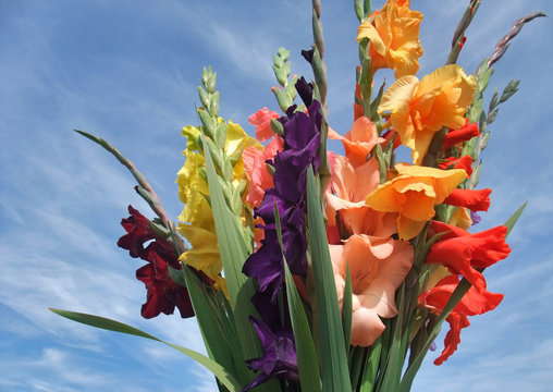 bunch of gladioli flowers