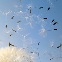 Fototapeta premium flying dandelion seeds in blue back