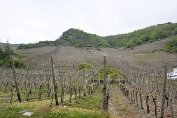 Naklejka premium vineyard in the Vulkan Eifel