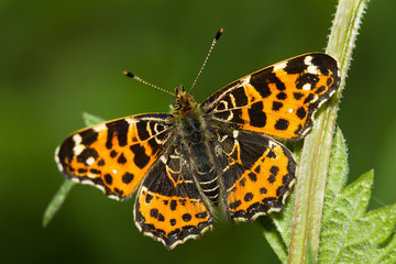 carte géographique (Araschnia levana)