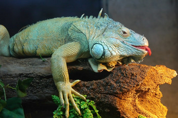 an iguana