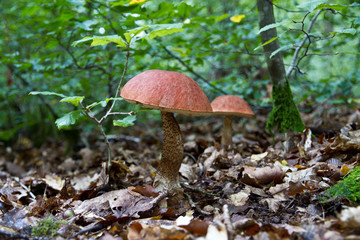 pair of Leccinum aurantiacum mushrooms