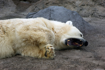 a yawning polar bear
