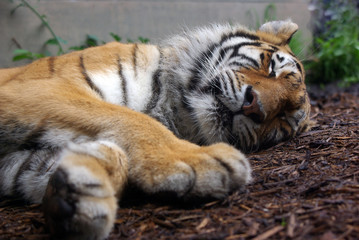 a sleeping tiger