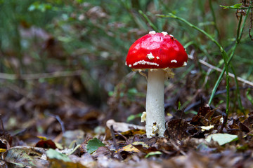perfectly grown fly agaric mushroom