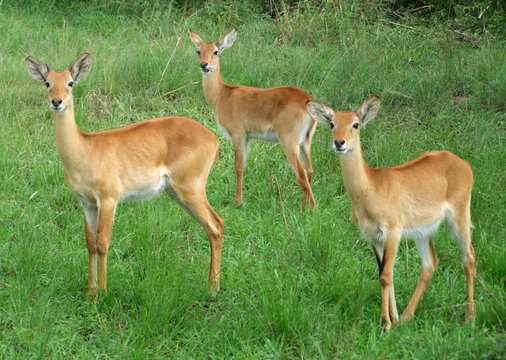 Uganda Kobs in grassy vegetation