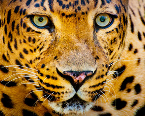 Close-up portret van luipaard met intense ogen