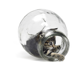 kitten playing in glass bottle