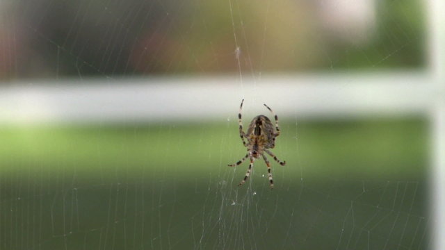 Spider Spinning Web
