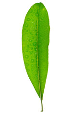 Drop of water on tropical leaf
