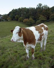 Fototapeta na wymiar brązowy i biały skewbald krowa się w paszy