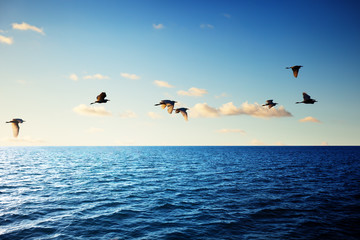 Fototapeta na wymiar ptaki i Morza Karaibskiego