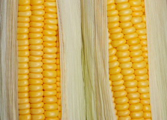 Bright color sweet corn