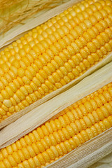 Bright color sweet corn