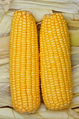 Bright color sweet corn
