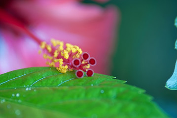 Flower makro