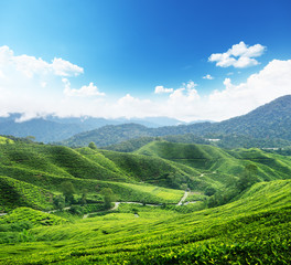 Fototapeta na wymiar Herbata plantacji Cameron Malezji