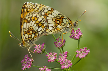 Mélitée du mélampyre (Mellicta athalia)