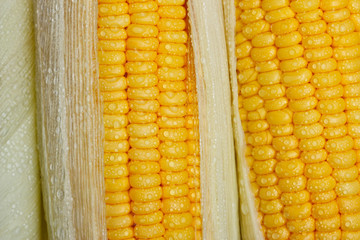 Bright color sweet corn