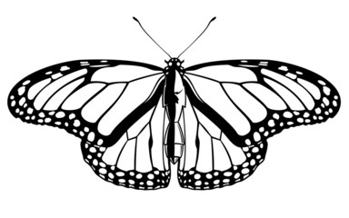 Realistic Black and White Vector Butterfly Insect Graphic Illustration