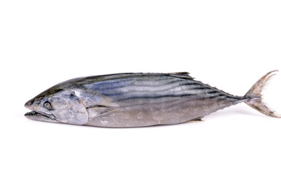 Predatory fish, thermophilic (Sarda sarda),isolated