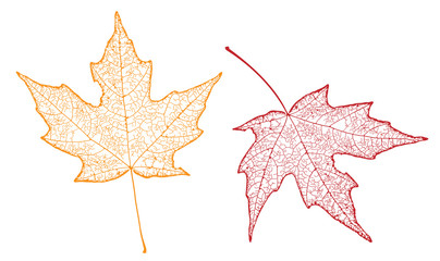 two maple leaves  showing veins
