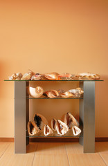 collection of shell