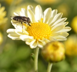 fly