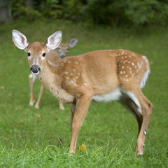 Fototapeta premium Dad is watching