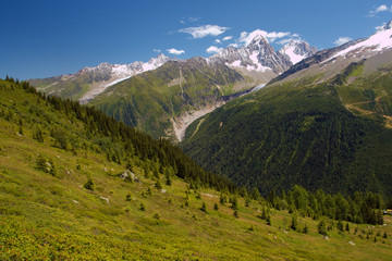 Fototapeta na wymiar alpejska łąka