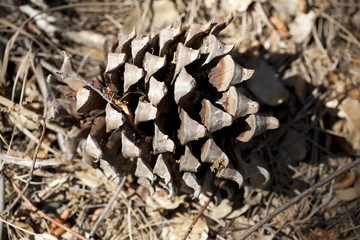 Open dried pine cone on ground horizontal