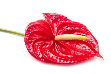 anthurium
