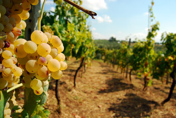 Organic vineyard in autumn