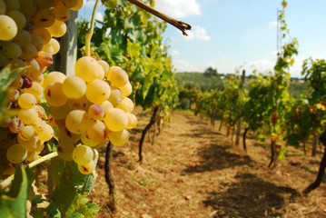 Organic vineyard in autumn