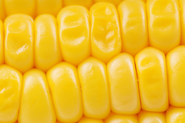 Fresh corn
