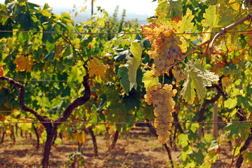 Organic vineyard in autumn