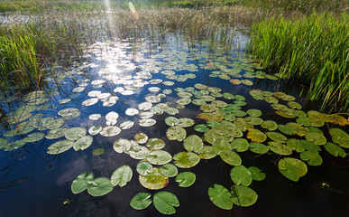 Cluster of green lily pads