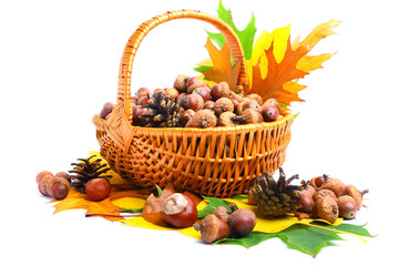 Naklejka na ściany i meble Beautiful basket full of autumn acorns, cones and chestnuts