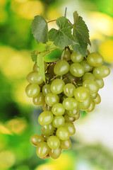 Ripe white grapes on green background