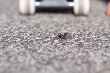 Spinne trifft skateboard