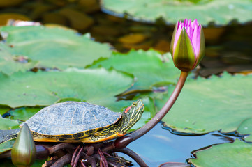turtle and water lily