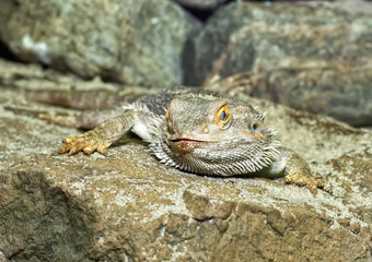 Bearded Dragon,Pogona Vitticeps