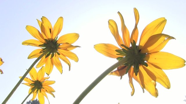 gerbere gialle sole luce