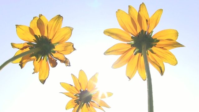 gerbere gialle sole luce