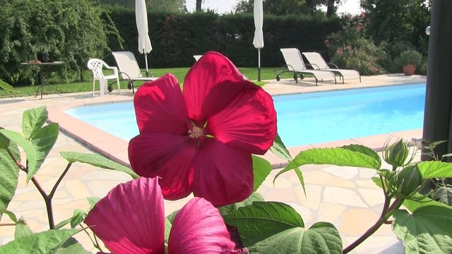 ibisco rosso tropici piscina