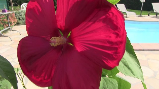 ibisco rosso tropici piscina