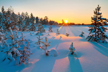 Sunset in a winter forest.