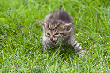 Naklejka na ściany i meble small kitten in the grass