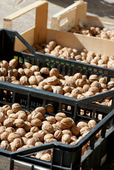 walnuts  desiccate to the sun